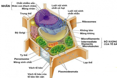 Cấu trúc tế bào – Chuyên đề bồi dưỡng HSG lớp 10 – Môn Sinh học (Thầy Mai Xuân Phú)